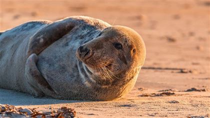 Количество погибших тюленей на побережье Каспийского моря выросло