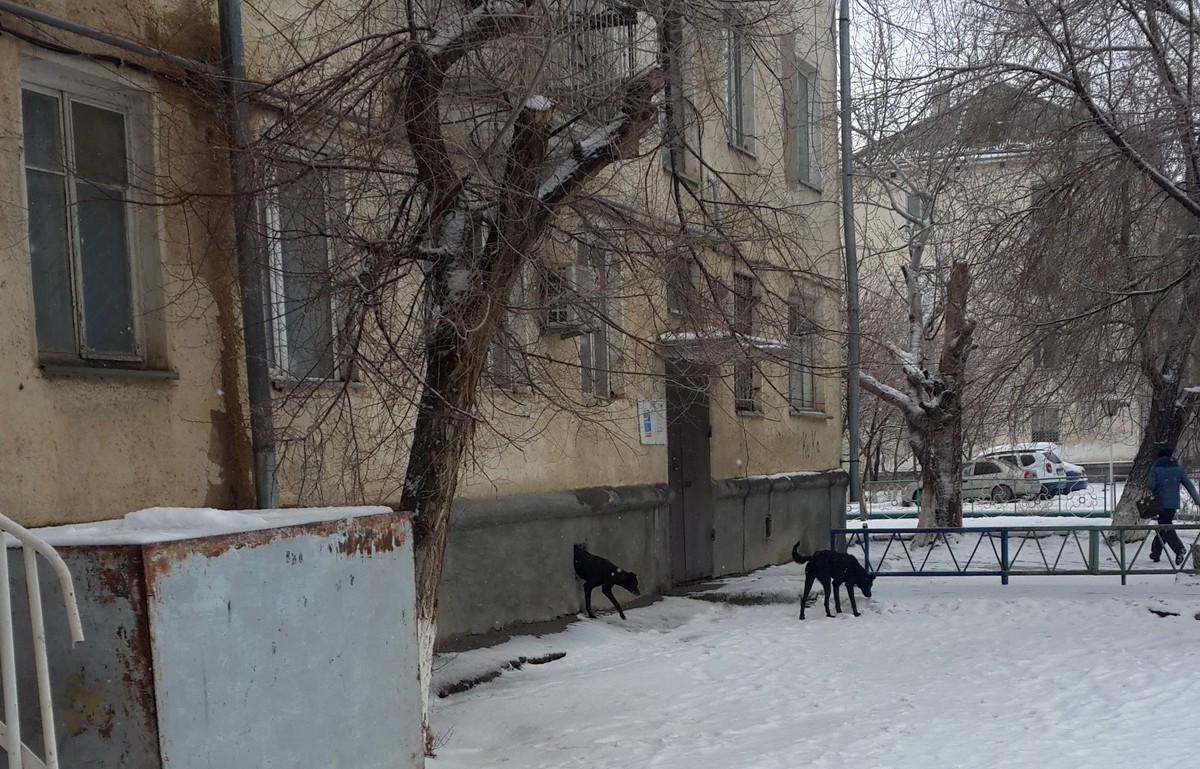 На собак, пожирающих кошек, жалуются жители в Байконыре