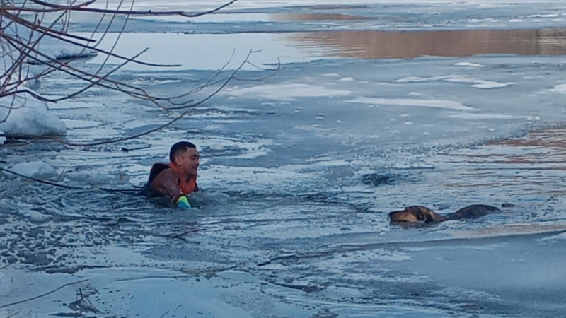 В Петропавловске из ледяной воды спасли собаку