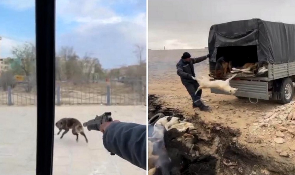 Отстрел собак попал на видео в Жанаозене