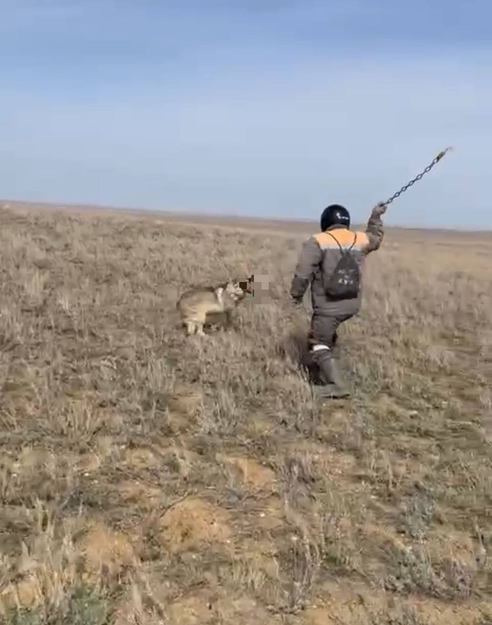 В полиции прокомментировали видео, на котором мужчина избивает волка цепью