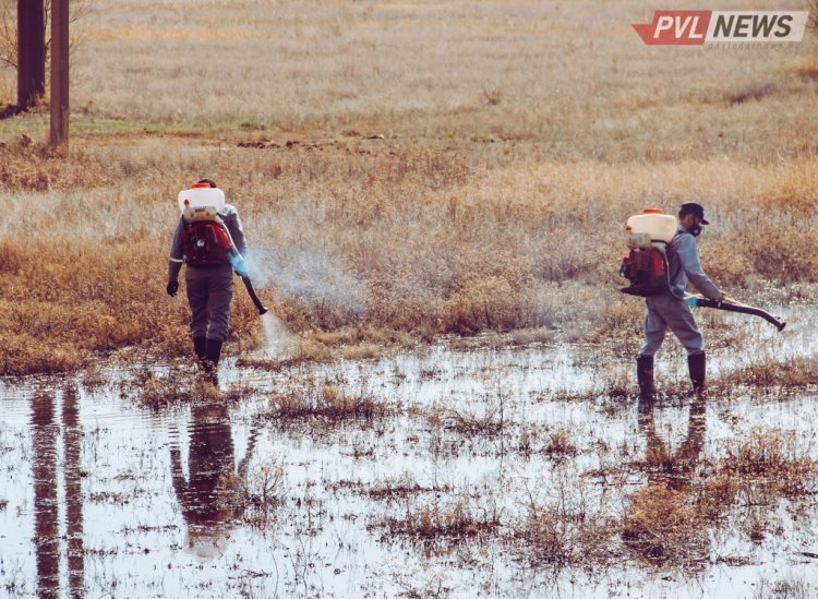 В Павлодарском районе на борьбу с комарами выделили в два раза больше средств