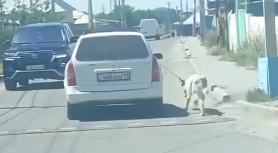 Суд ждет мужчину, который протащил собаку за автомобилем в Шымкенте