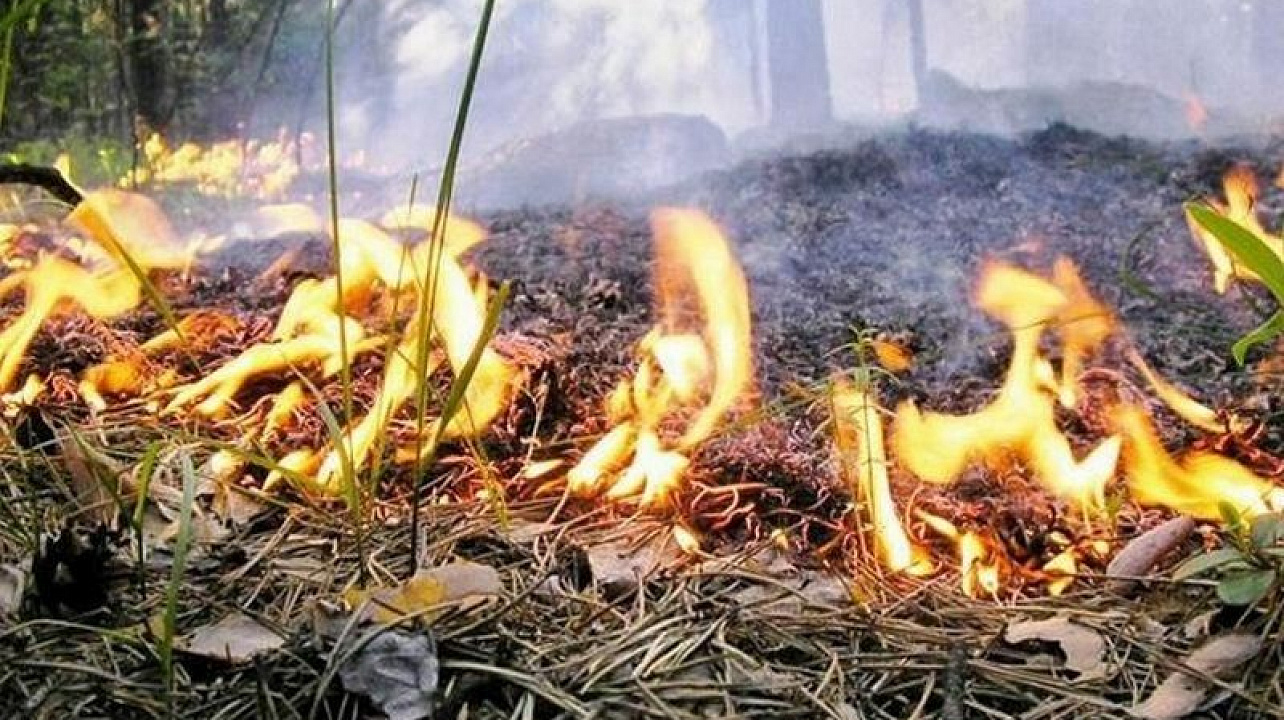 В ВКО из-за пожарной опасности ввели запрет на посещение лесов