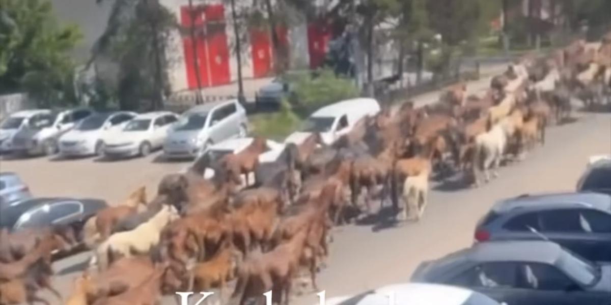 В Каскелене по центральной улице перегнали табун лошадей