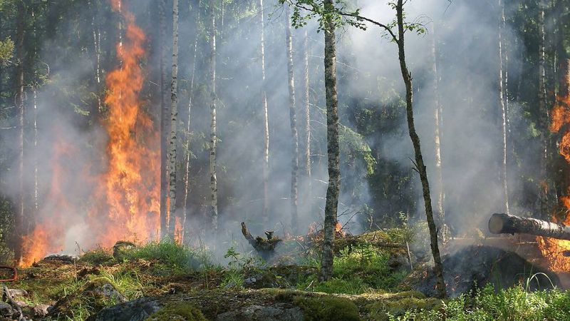 Площадь лесного пожара в Абайской области увеличилась до 30 тыс. га