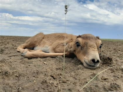 В следующем году сайгаки пойдут в Казахстане на бешбармаки