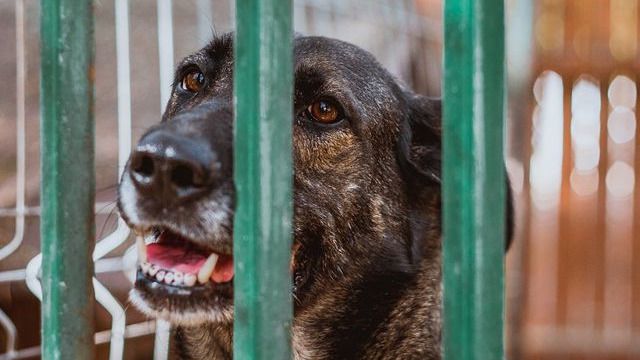 В Актау зоозащитники собирают деньги на стерилизацию животных