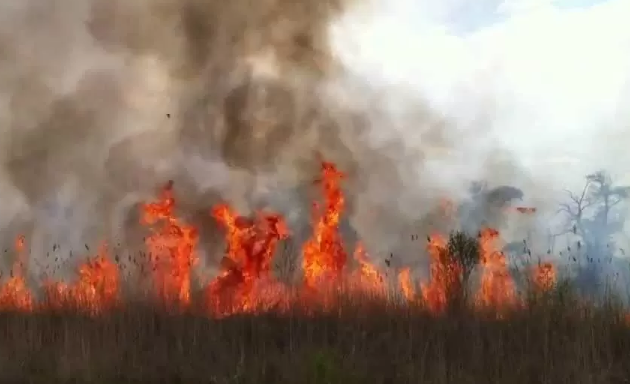 В Жамбылской области в горах потушили сухостой