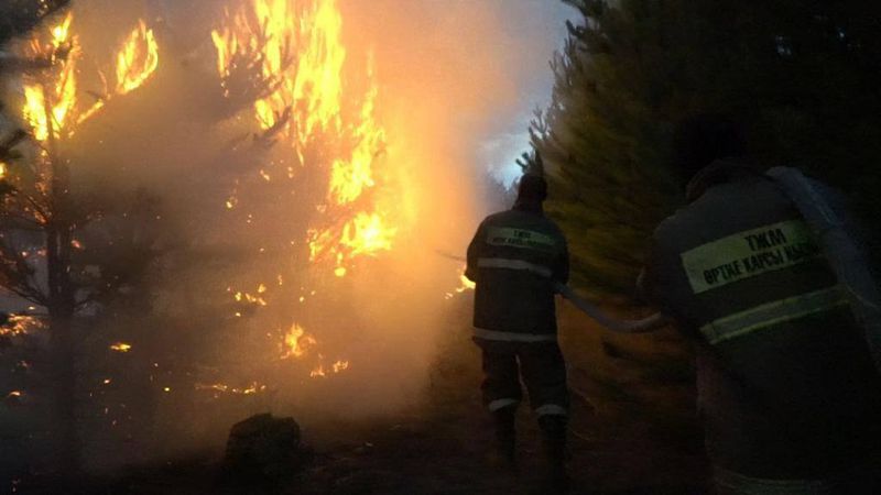 Пожар в лесничестве "Ертіс орманы" локализовали