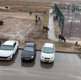 В Астане в одном из дворов гуляли лошади