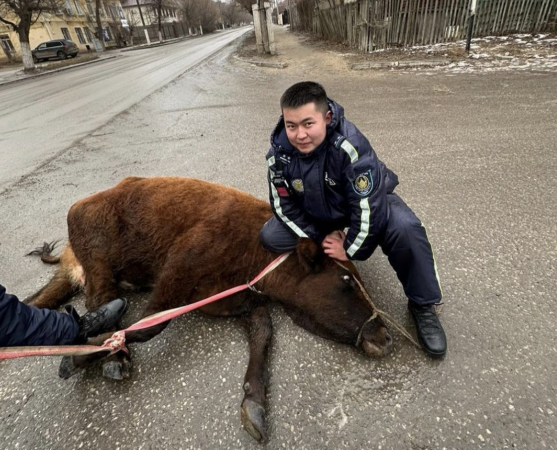 В Актобе полицейские устроили погоню за коровой 