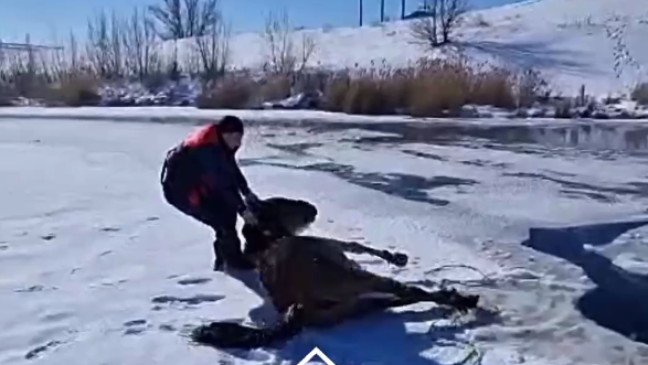 Лошадь вытащили из водохранилища в Актобе