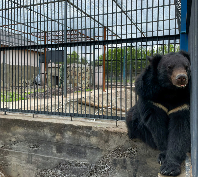 Гималайский медведь появился в зоопарке Караганды