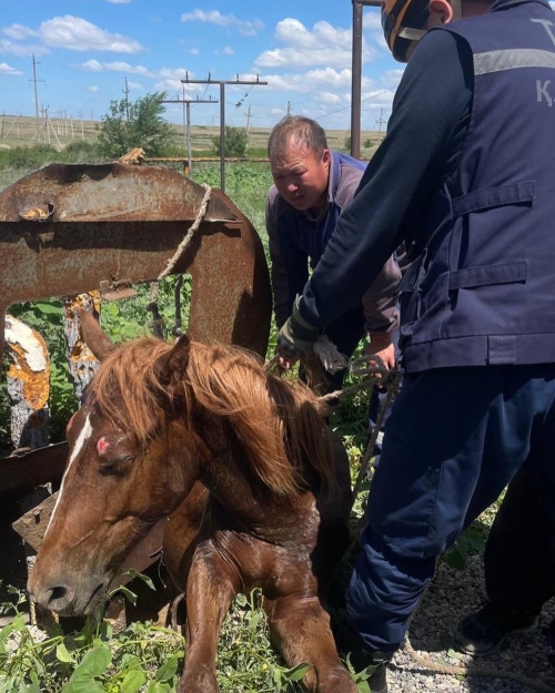 Лошадь упала в открытый колодец в Актобе