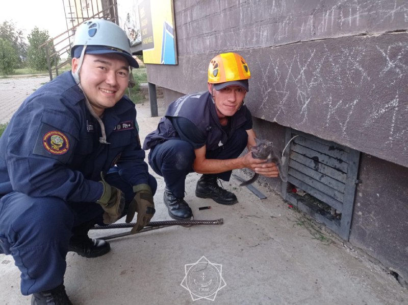 В Актобе спасатели спасли застрявшую кошку